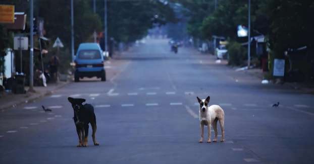 Freedom at Night: Laos' Stray Dog Challenge and the Pursuit of Safety