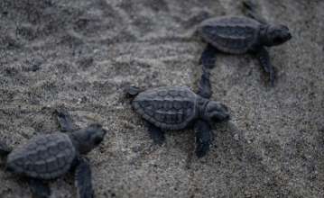 Florida Sea Turtle Hatchlings Killed by Artificial Light