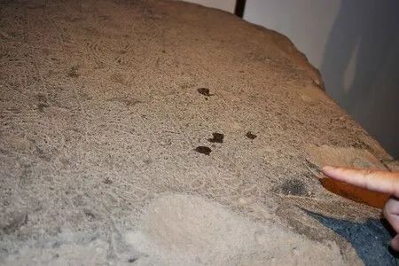 Taiwanese Artist Arrested for Spraying Oil on Buddha Foot Stone