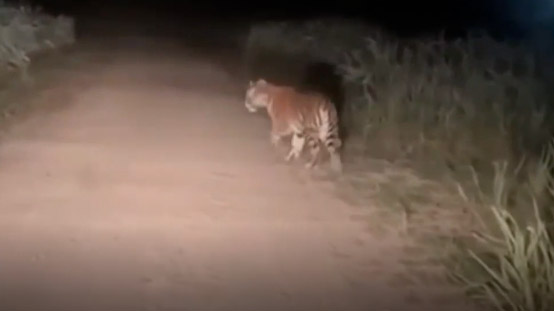 Putin Encounters Tiger While Driving Through Forest in Russia
