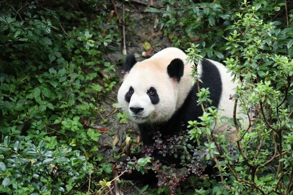 Giant Pandas Arrive at Atlanta Zoo for Conservation Exhibition