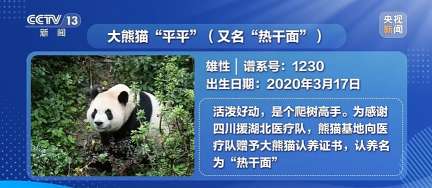 Giant Pandas Pingping and Fushuang Begin 10-Year Journey to Atlanta Zoo