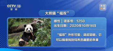 Giant Pandas Pingping and Fushuang Begin 10-Year Journey to Atlanta Zoo