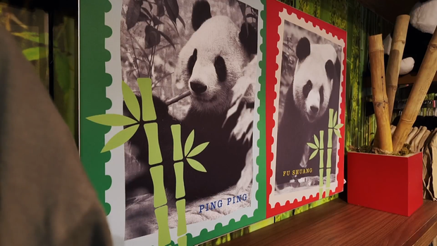 Pandas Arrive in Atlanta for 10-Year Stay